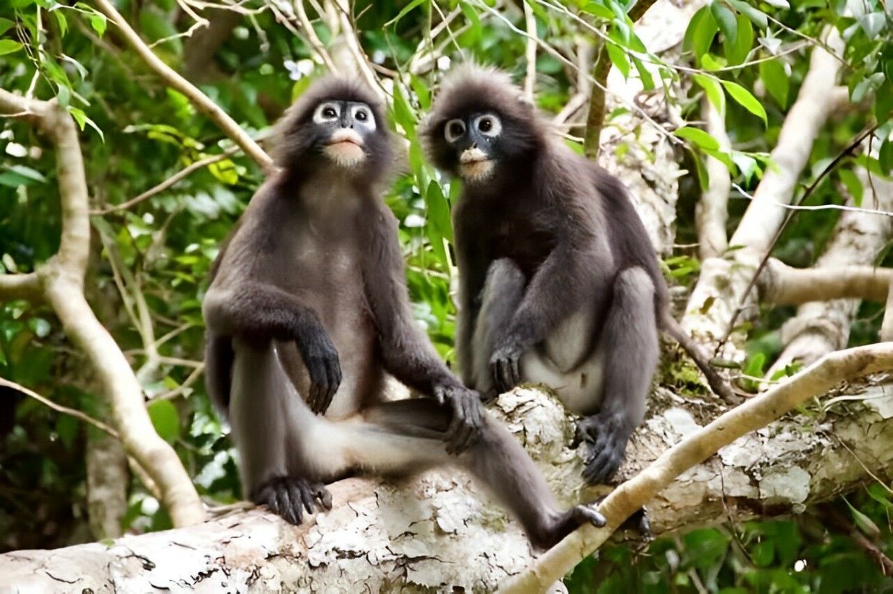 Ang Thong Snorkeling