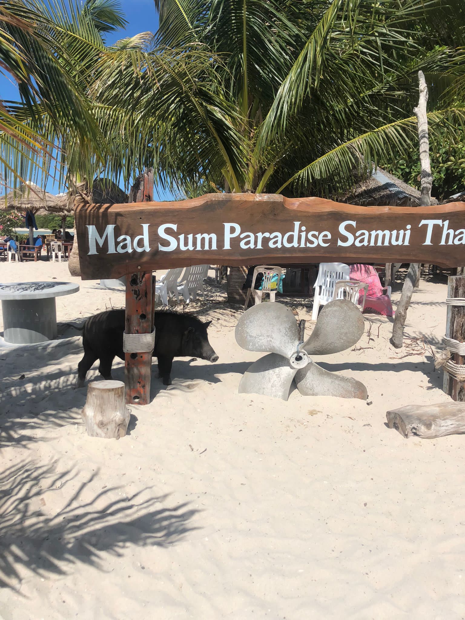 Koh Tan & Pig Island Video